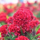 250 Seeds Cockscomb Seeds to Plant Amazing Garden Flower (Seeds)