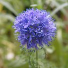 200 Seeds Plus Globe Gilia Seeds for Planting Beautiful Annual Wildflower (Seeds)