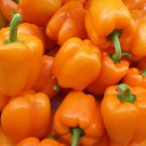 100 Seeds Cali Golden Bell Pepper Seeds to Plant Versatile Pepper for Eating Seasoning (Seeds)
