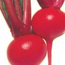 100 Seeds Red Round Turnip Seeds for Planting (Seeds)