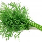 200 Seeds Dill Seeds to Plant Grow Your Own Herbs (Seeds)
