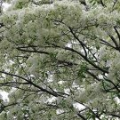 10 Seeds Chinese Fringe Tree Seeds for Planting Chionanthus Retusus (Seeds)
