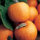 20 Seeds Orange Smoothie Pumpkin Seeds for Planting Cute Little Pumpkins (Seeds)