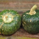 10 Seeds Burgess Buttercup Squash Seeds for Planting (Seeds)