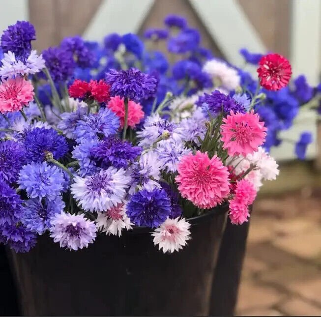 500 Seeds Polka Dot Bachelor Button Seeds for Planting Heirloom Non-GMO (Seeds)
