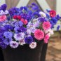 500 Seeds Polka Dot Bachelor Button Seeds for Planting Heirloom Non-GMO (Seeds)