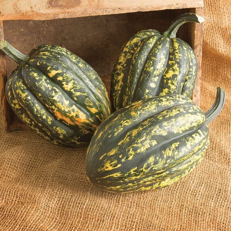 10 Seeds Starry Night Acorn Squash Seeds for Planting (Seeds)