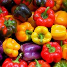 50 Seeds Rainbow Sweet Bell Pepper Mix Seeds to Grow Delicious Bell Peppers (Seeds)