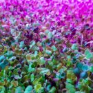250 Seeds Alfalfa Microgreen Seeds for Growing Very Healthy Microgreens (Seeds)
