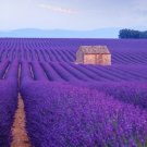 150 Seeds Lavender Seeds for Planting English Lavender Flower Herbs (Seeds)