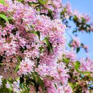 20 Seeds Beautybush Seeds for Planting Kolkwitzia amabilis (Seeds) 20 Seeds Beautybush Seeds for Planting Kolkwitzia amabilis (Seeds)