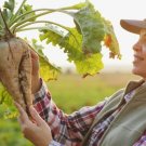 250+ Seeds Sugar Beets (Seeds)