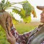 250+ Seeds Sugar Beets (Seeds)