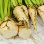 250+ Seeds Sugar Beets (Seeds)