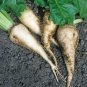 250+ Seeds Sugar Beets (Seeds)