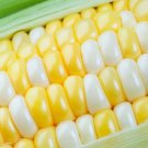 75 Seeds Peaches and Cream Sweet Corn Seeds to Plant Peaches and Cream Sweetcorn (Seeds) 75 Seeds Peaches and Cream Sweet Corn Seeds to Plant Peaches and Cream Sweetcorn (Seeds)