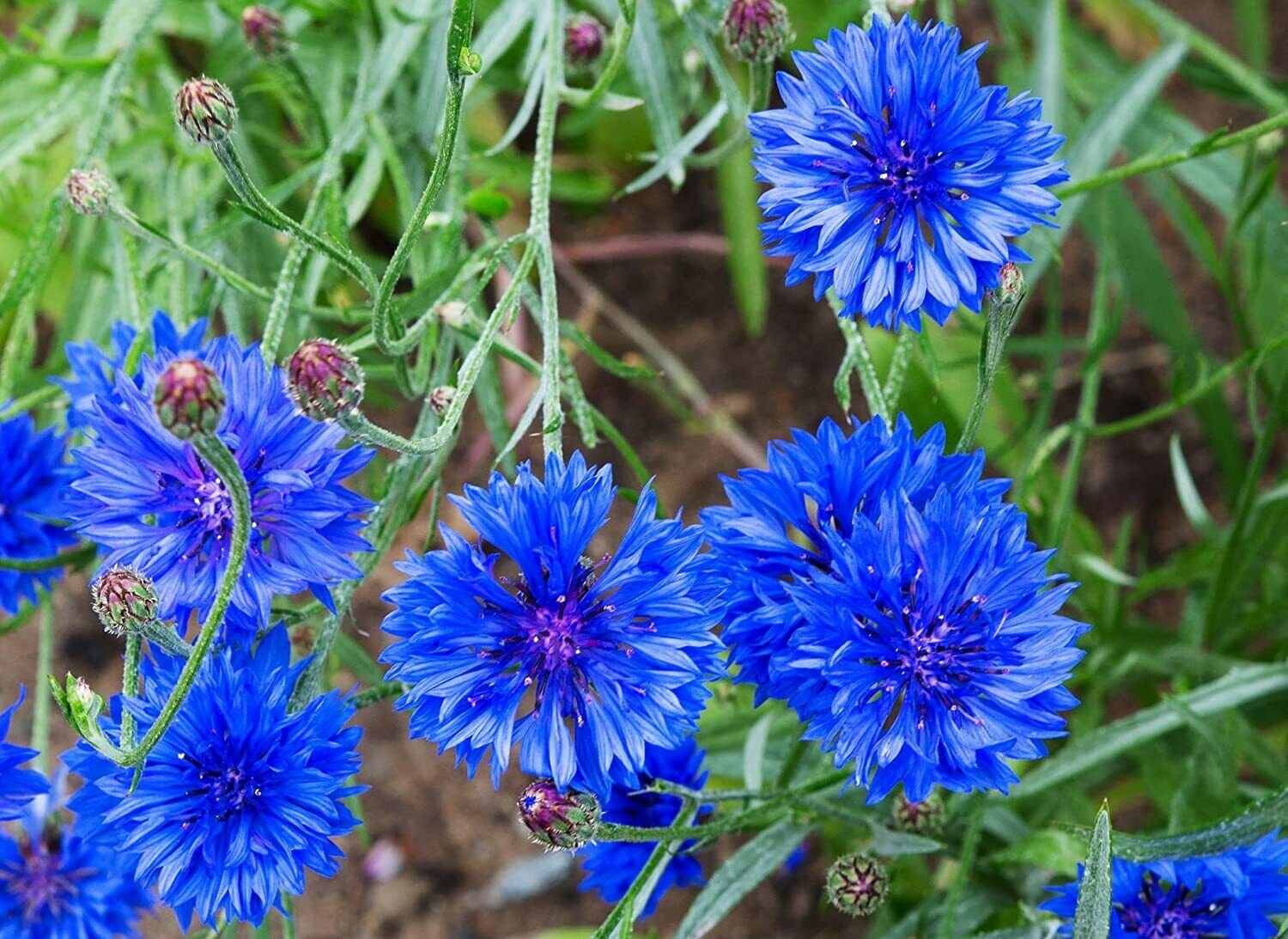 200 Seeds Dwarf Bachelor Button Seeds for Planting (Seeds)