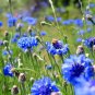 200 Seeds Dwarf Bachelor Button Seeds for Planting (Seeds)