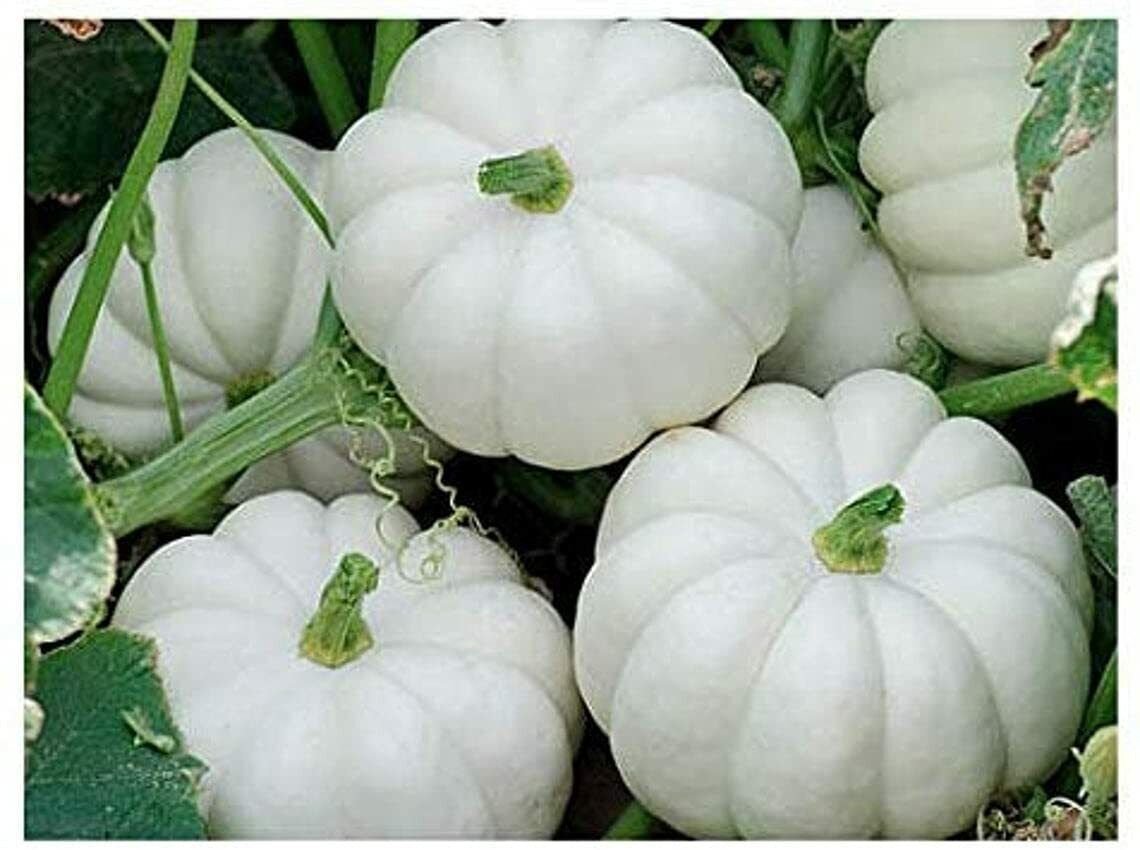 10 Seeds Mini White Pumpkin (Seeds)