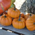10 Seeds Orangita Pumpkin Seeds for Planting - Small Orange Pumpkins (Seeds)