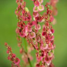 50 Seeds Cactusweed Seeds for Planting Rumex crispus Curly Dock (Seeds)