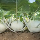50+ Seeds Pure White Kohlrabi Seeds for Planting Beas Kohlrabi (Seeds)