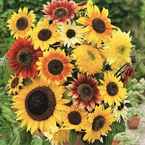 200+ Seeds Here Comes The Sun Sunflower Seeds Mix (Seeds)