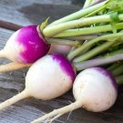 1,000 Seeds Purple Top Turnip Seeds for Planting (Seeds)