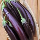 250 Seeds Long Purple Eggplant Seeds for Planting Non-GMO Exotic Heirloom Vegetables (Seeds)