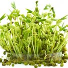 100 Seeds Mung Bean Sprout Seeds to Grow Tasty and Delicious Sprouts in Just Water (Seeds)