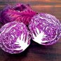 250 Seeds Red Acre Cabbage (Seeds)