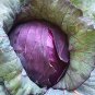 250 Seeds Red Acre Cabbage (Seeds)