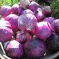 250 Seeds Red Acre Cabbage (Seeds)