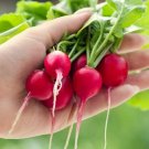 250 Seeds Cherry Belle Radish Seeds to Grow Your Own Food (Seeds)