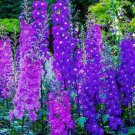 Larkspur Rocket Flower Seeds - 100+ Seeds - Grow Stunning Larkspur Wildflowers