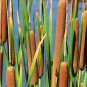 50 Seeds Cattail Seeds for Planting (Seeds)