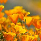 2,500 Seeds California Poppy Flower Seeds to Grow Eschscholtzia californica (Seeds)