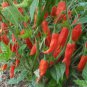 100 Seeds Red Hot Thai Pepper Seeds for Planting Hot Pepper for Cooking (Seeds)