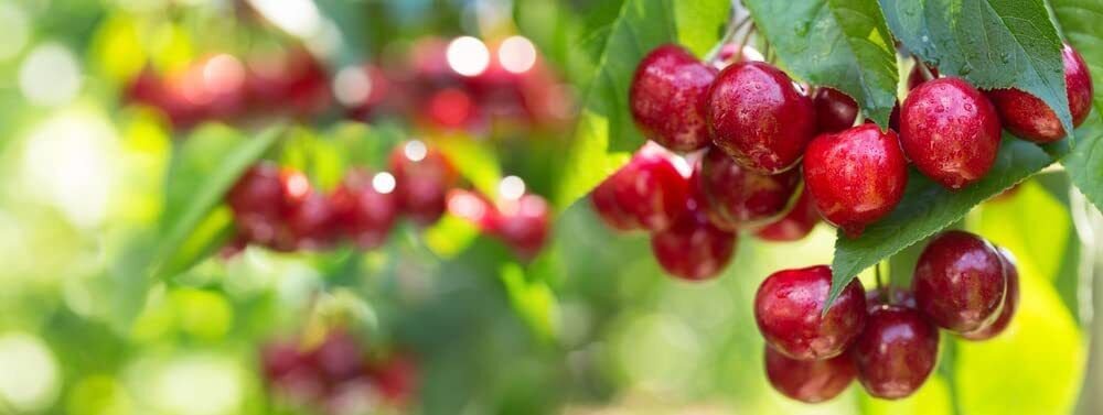 20 Seeds Sweet Cherry Tree Seeds for Planting Prunus avium (Seeds)