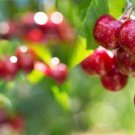 20 Seeds Sweet Cherry Tree Seeds for Planting Prunus avium (Seeds)