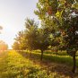 20 Seeds Sweet Cherry Tree Seeds for Planting Prunus avium (Seeds)