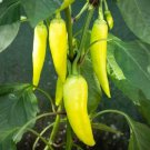 100 Seeds Banana Pepper Seeds to Plant Versatile Pepper for Eating and Seasoning (Seeds)