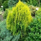 120 Seeds Golden Oriental Arborvitae Tree Seeds (Platycladus orientalis Aurea) (Seeds)
