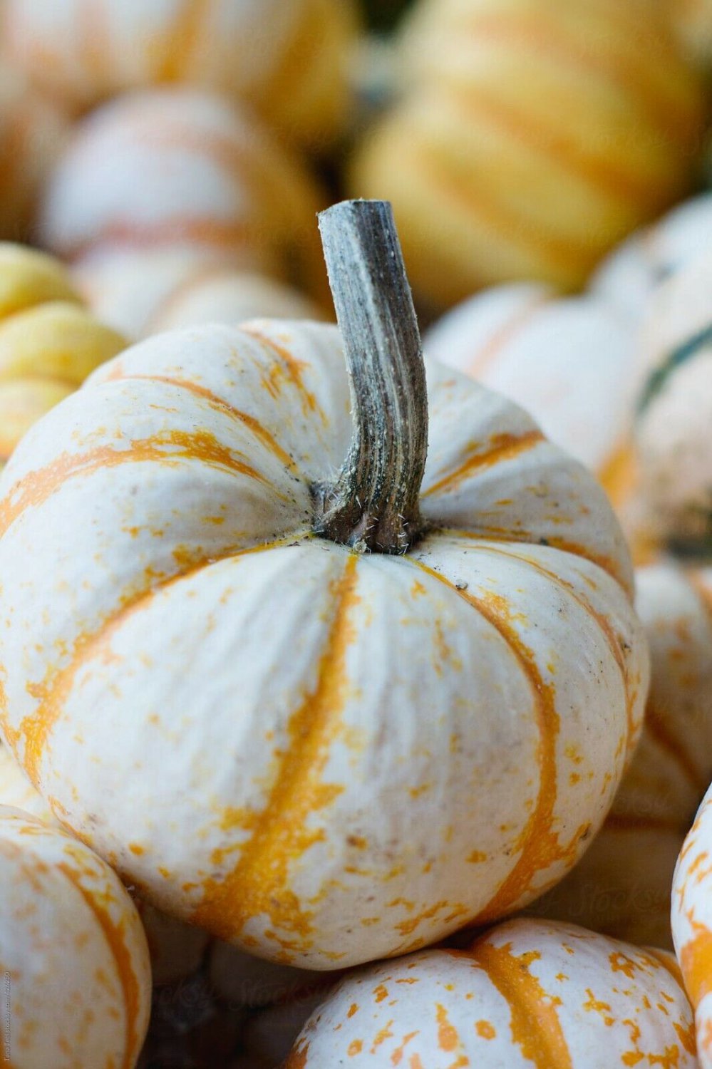 10 Seeds Dwarf Tiger Striped Gourd Seeds Unique and Rare Vegetable (Seeds)