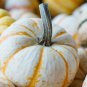10 Seeds Dwarf Tiger Striped Gourd Seeds Unique and Rare Vegetable (Seeds)
