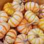 10 Seeds Dwarf Tiger Striped Gourd Seeds Unique and Rare Vegetable (Seeds)