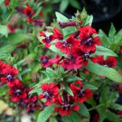15+ Seeds CUPHEA SCARLET RED CIGAR PLANT FLOWER SEEDS PERENNIAL (Seeds) 15+ Seeds CUPHEA SCARLET RED CIGAR PLANT FLOWER SEEDS PERENNIAL (Seeds)