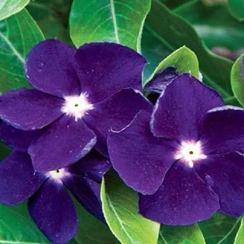 40+ Seeds FRAGRANT DEEP PURPLE VINCA FLOWER SEEDS - LONG LASTING ANNUAL (Seeds)