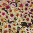 30+ Seeds FRAGRANT CHERRY CARAMEL PHLOX FLOWER SEEDS / SHADE PERENNIAL (Seeds)