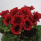 15+ Seeds GLOXINIA AVANTI SCARLET FLOWER SEEDS HOUSE PLANT (Seeds)